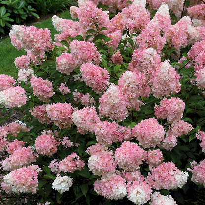 Infiorescenze rosa di Hydrangea paniculata