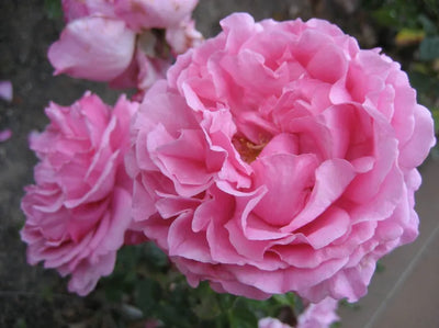 Fiore doppio della Rosa rampicante Yves Piaget
