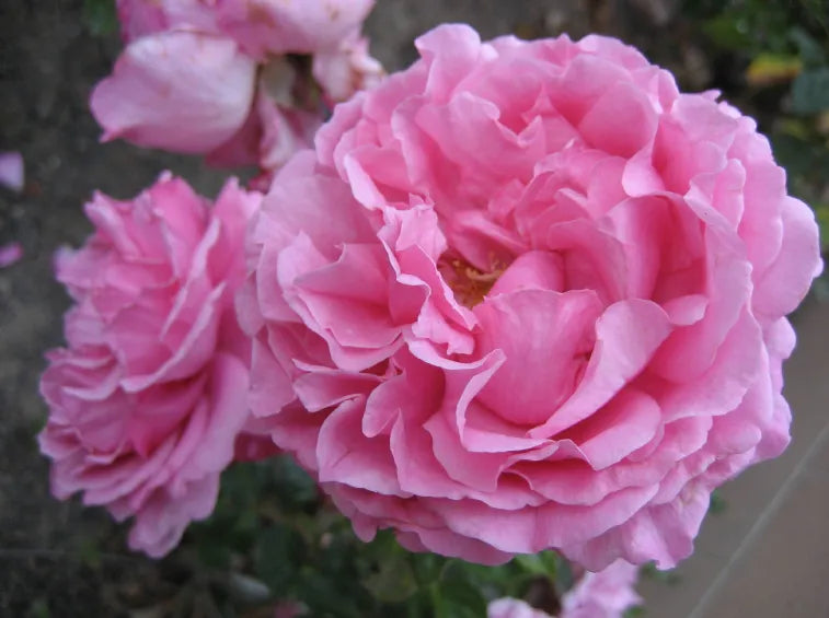 Fiore doppio della Rosa rampicante Yves Piaget