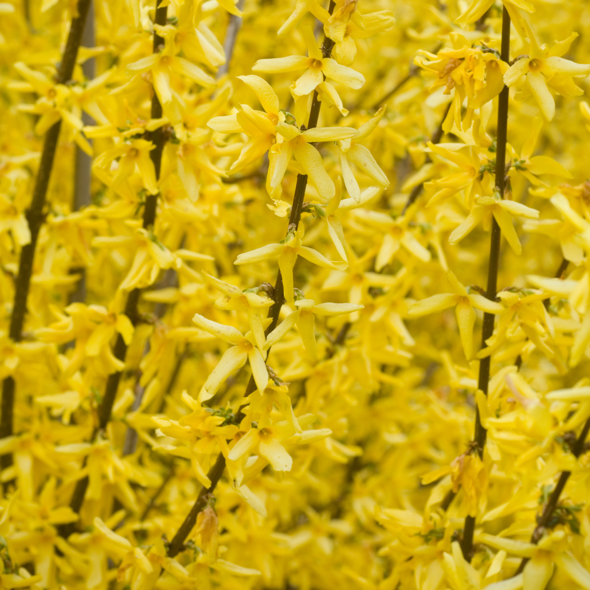 Cascata di fiori di Forsythia Spectabilis