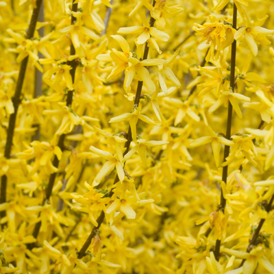 Cascata di fiori di Forsythia Spectabilis