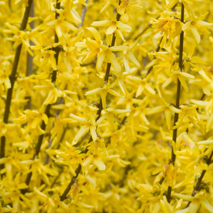Cascata di fiori di Forsythia Spectabilis