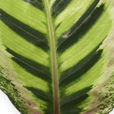 Dettaglio di una foglia della Calathea roseopicta 'Angela' con bordo rosa e disegno ornamentale verde.