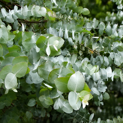 Foglie tonde di Eucalyptus Silver Dollar