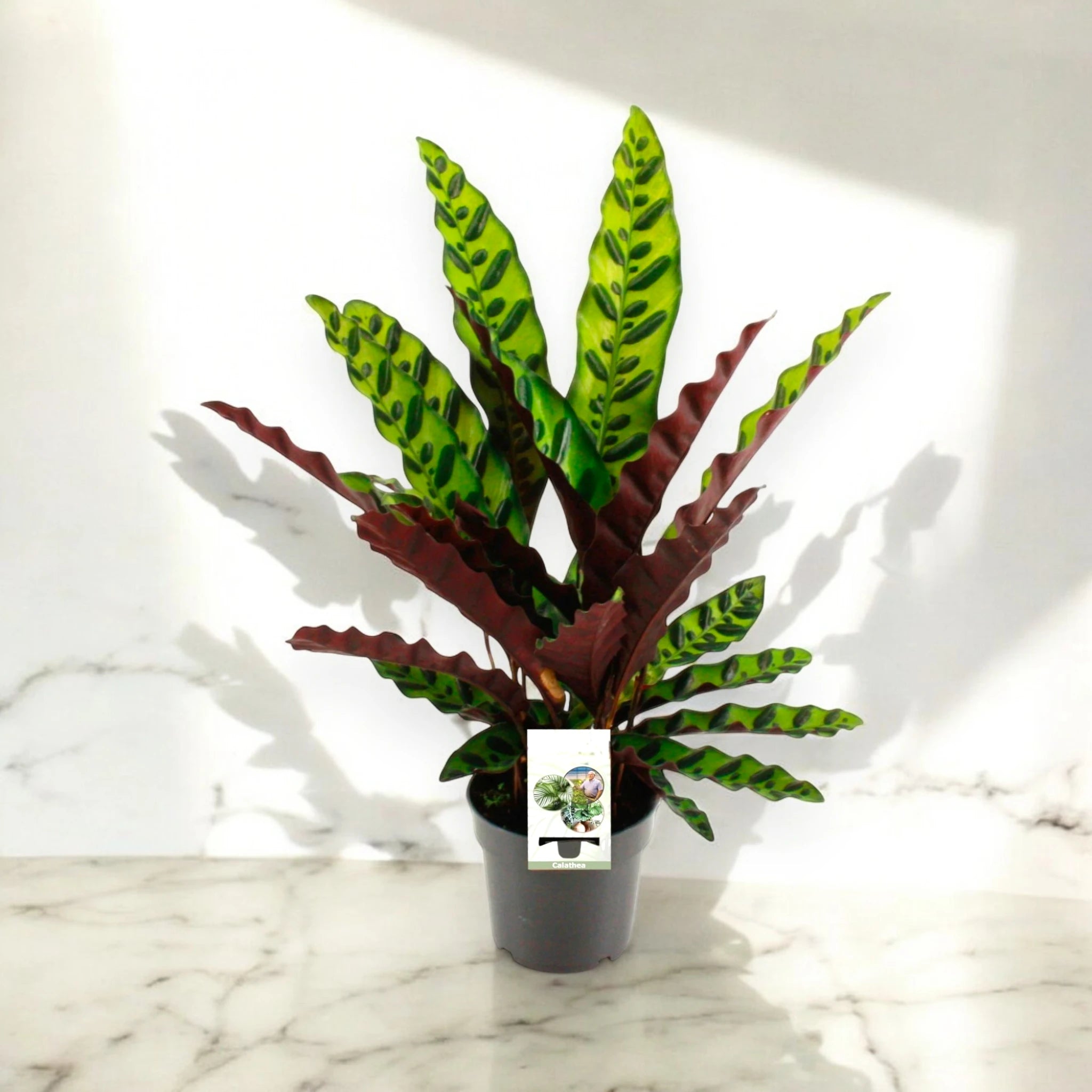 Dettaglio delle foglie di Calathea lancifolia
