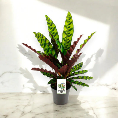 Dettaglio delle foglie di Calathea lancifolia
