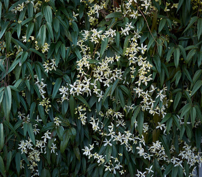 Foglie verdi di Clematis armandii ‘Snowdrift’