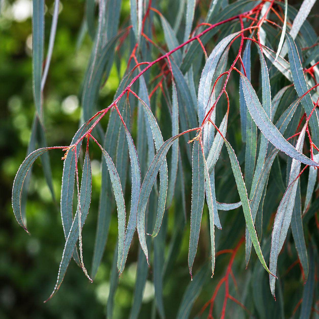 Foglie sottili di Eucalyptus nicholii