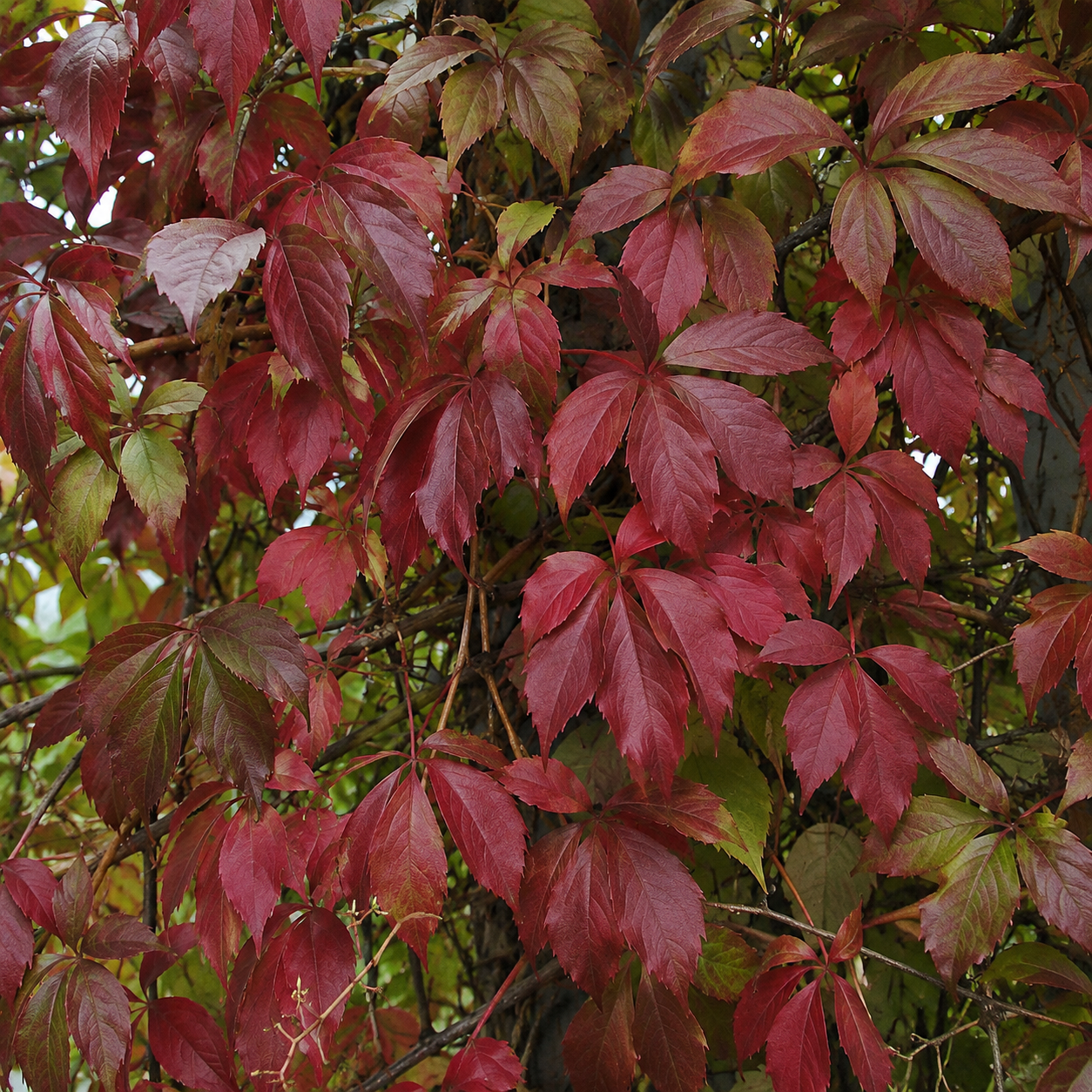Foglie rosse di vite americana rampicante