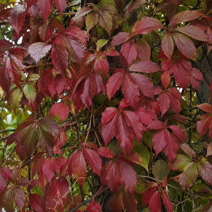 Foglie rosse di vite americana rampicante