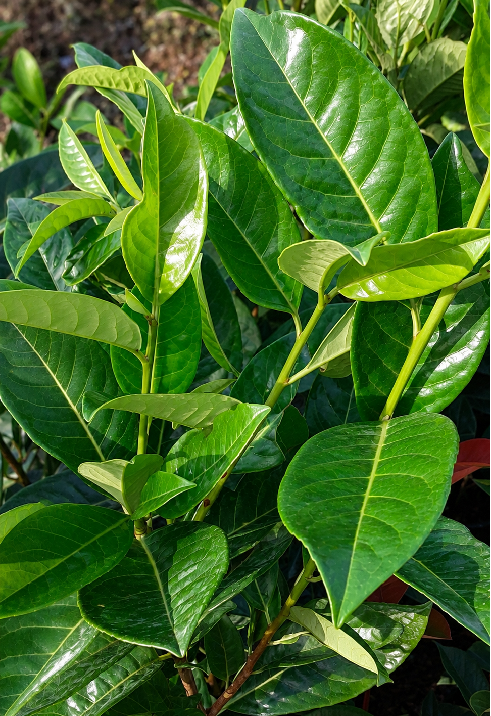 Fogliame verde di Pianta di Prunus Novita