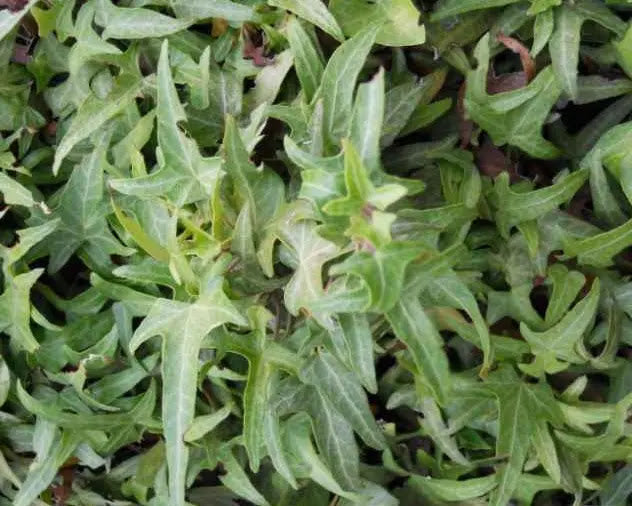 Foglie verdi di Hedera Sagittifolia