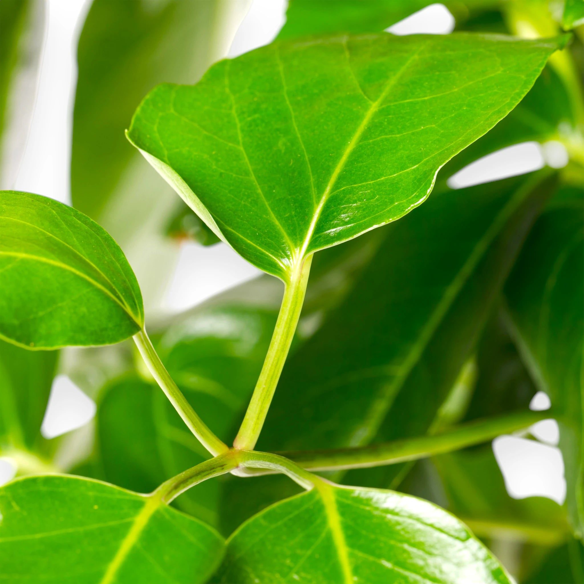 Dettaglio del fogliame di Schefflera Amate