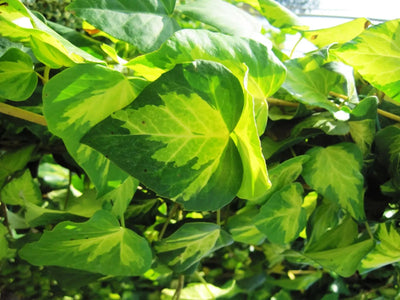 Foglie verde e giallo di Hedera Sulphur Heart