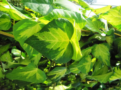 Foglie verde e giallo di Hedera Sulphur Heart
