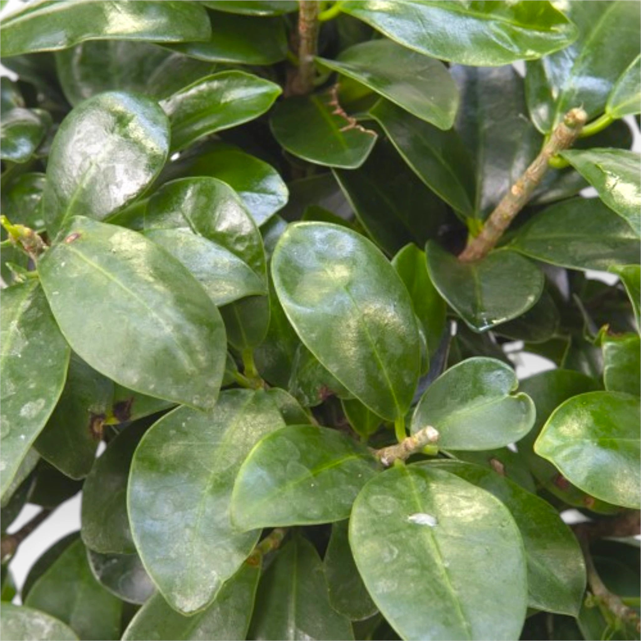 Fogliame verde di Ficus Ginseng bonsai