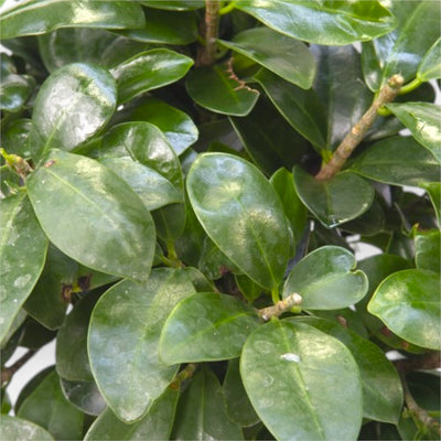 Fogliame verde di Ficus Ginseng bonsai