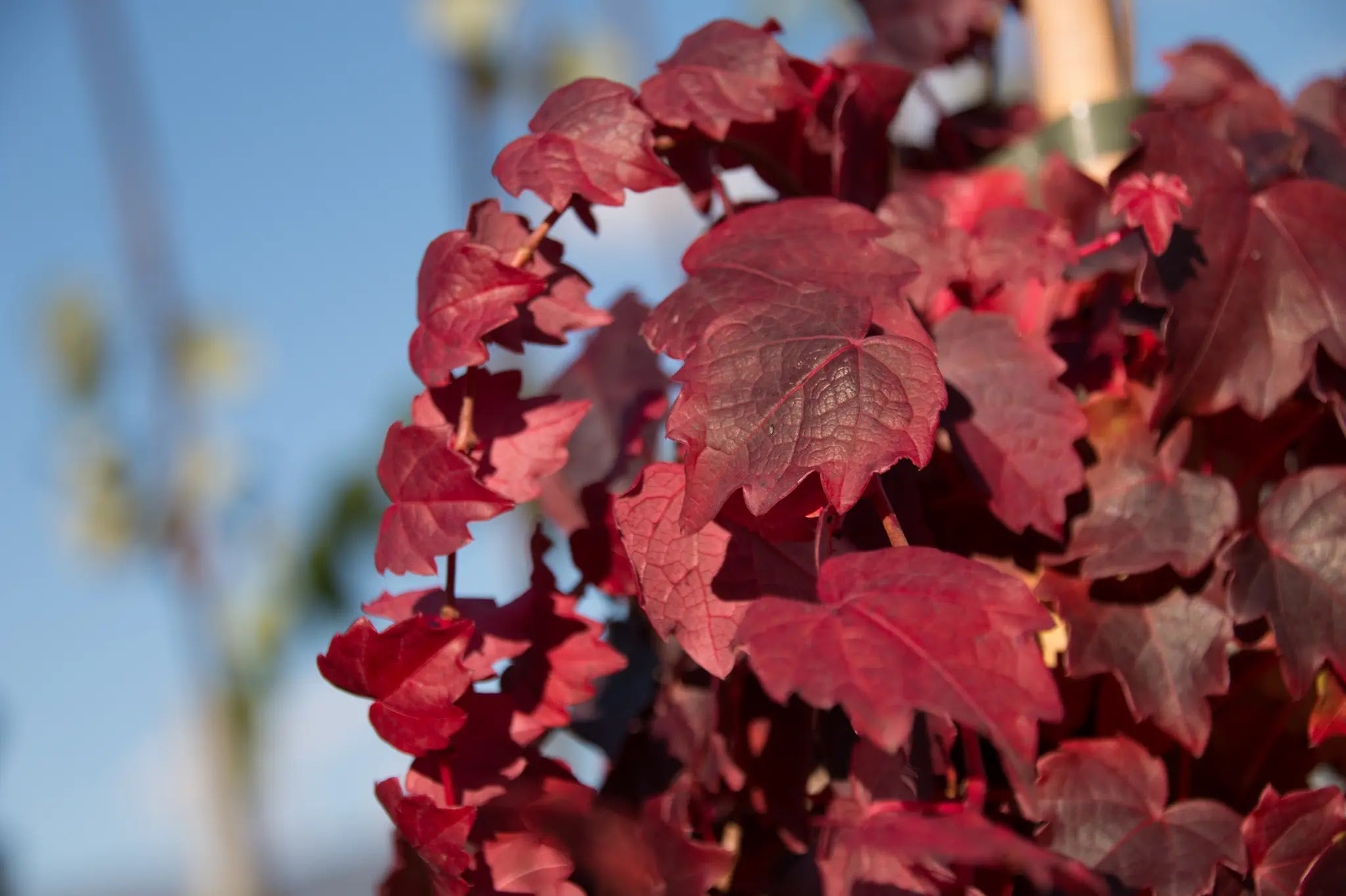 Foglie rosse di Parthenocissus Veitchii