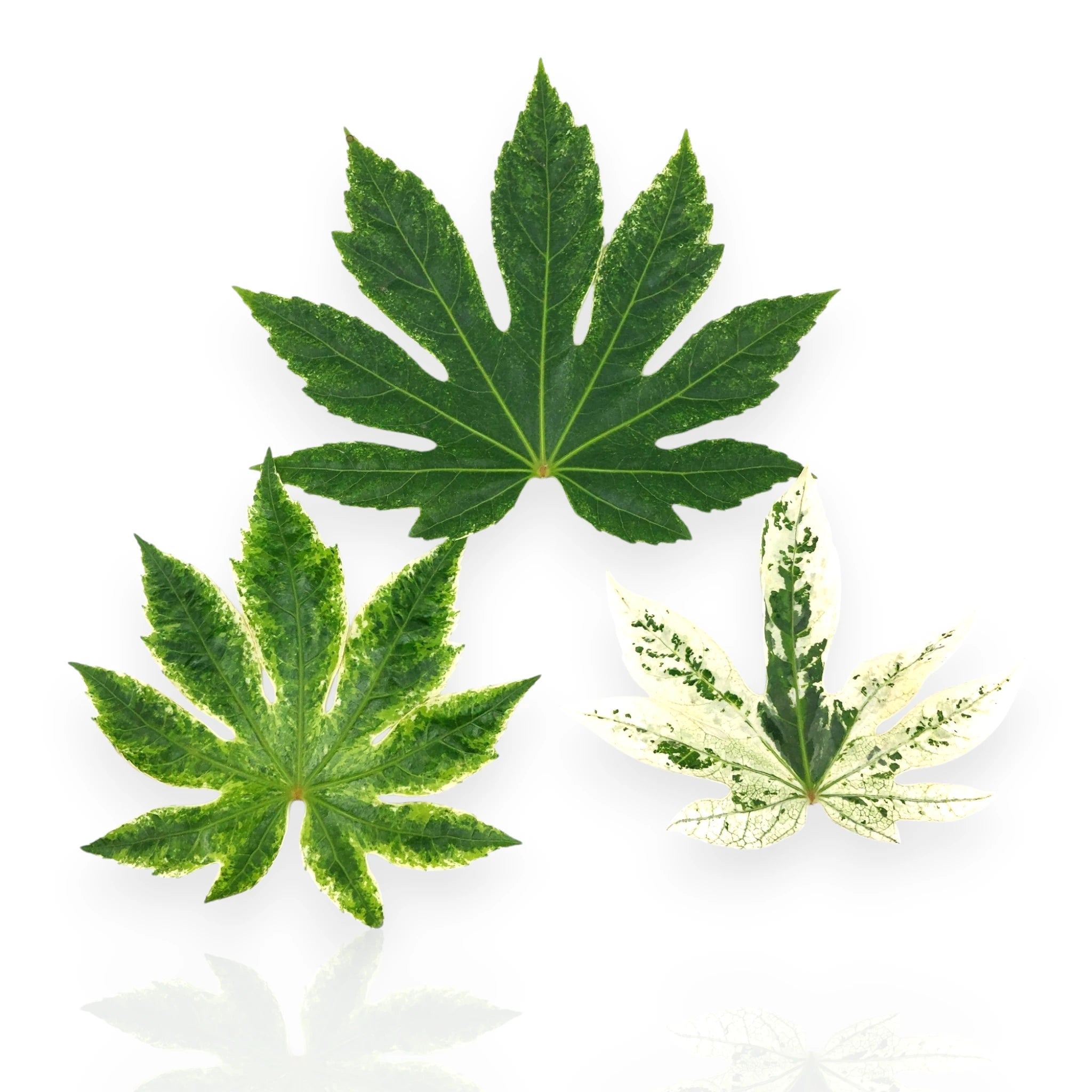 Fogliame variegato di Fatsia japonica
