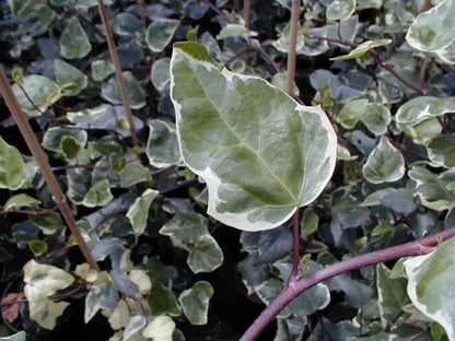 Edera Hedera helix Marginata Elegantissima rampicante con foglie variegate verde e crema