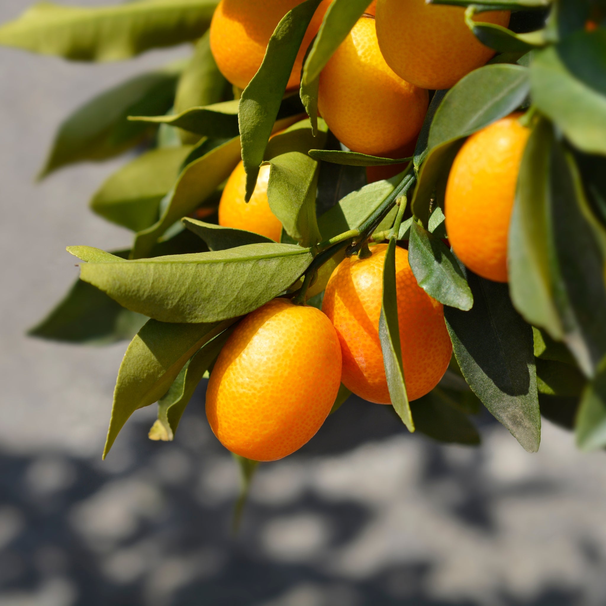 Piccoli agrumi kumquat ovali