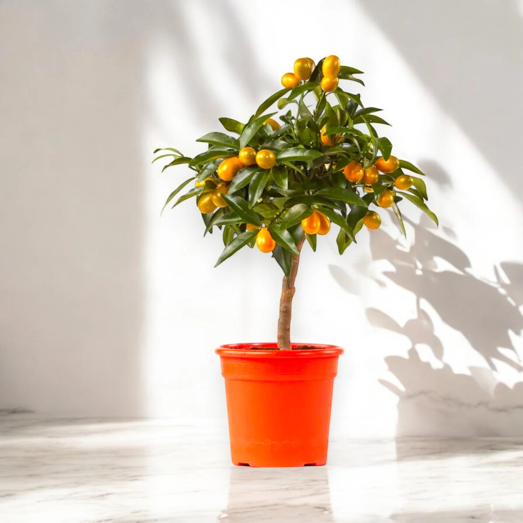 Albero di Fortunella margarita in vaso con frutti maturi