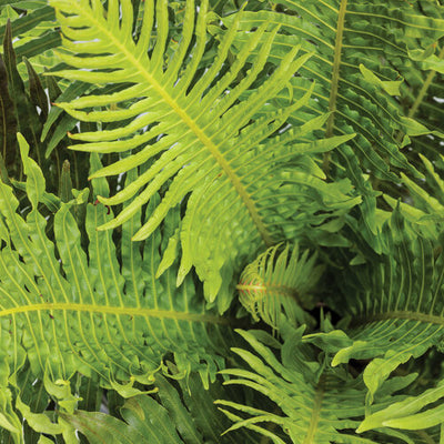 Fogliame verde di Blechnum Silver Lady