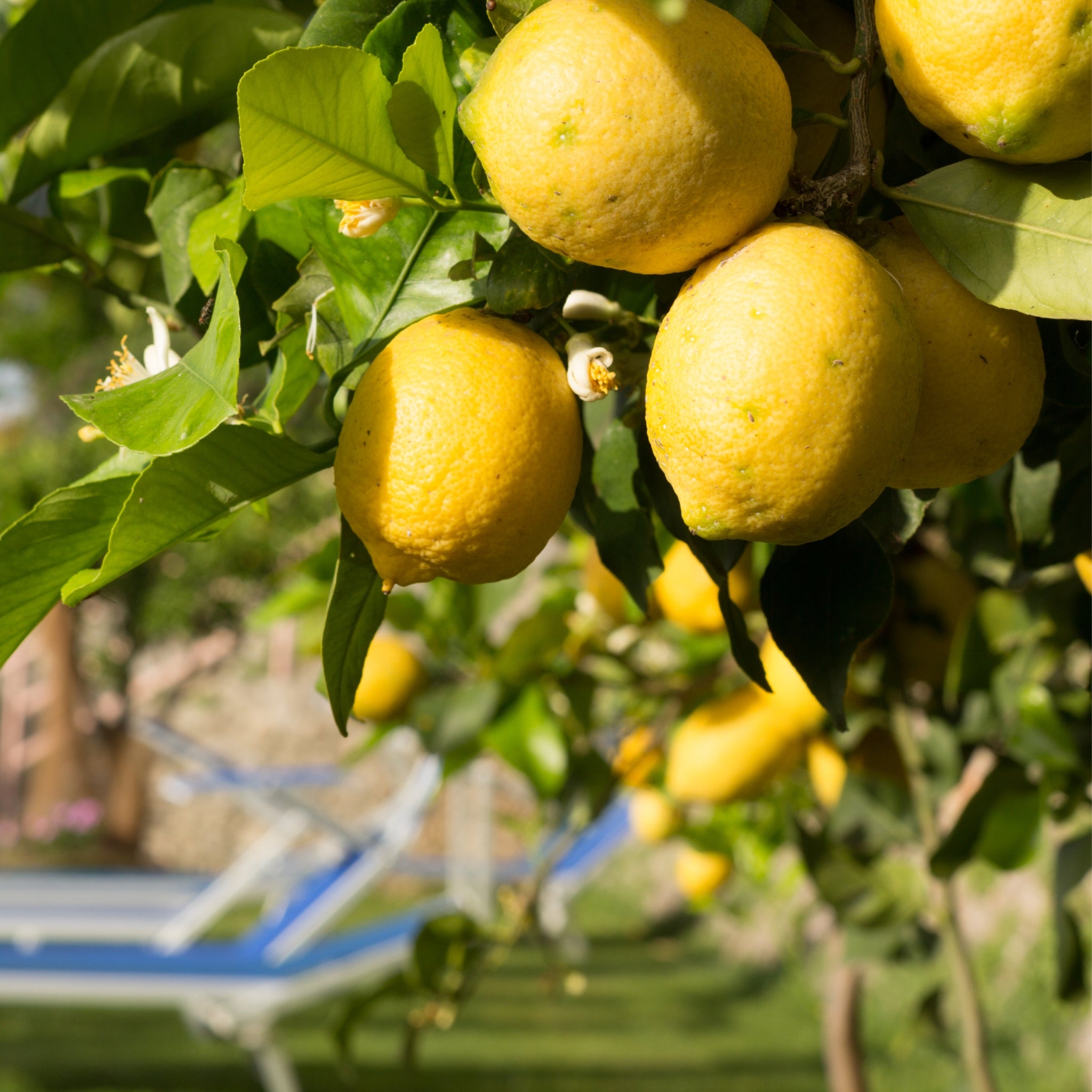 Dettaglio ravvicinato di limoni Meyer maturi