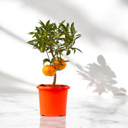 Frutti di mandarino maturi
