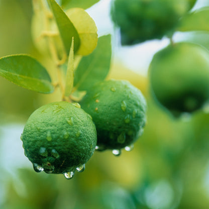 Frutti di bergamotto dalla buccia profumata appesi ai rami