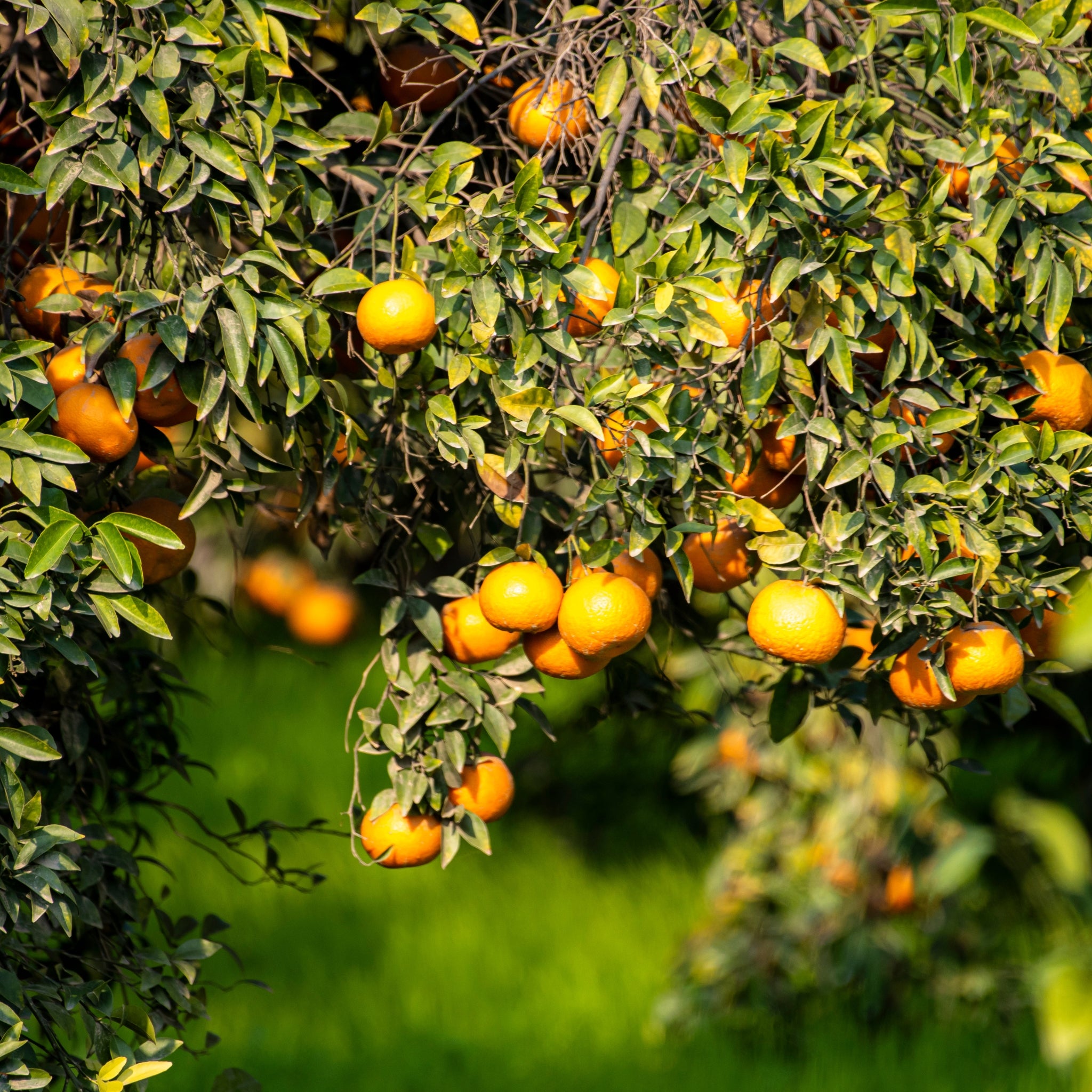 Clementine mature pronte per la raccolta sui rami della pianta