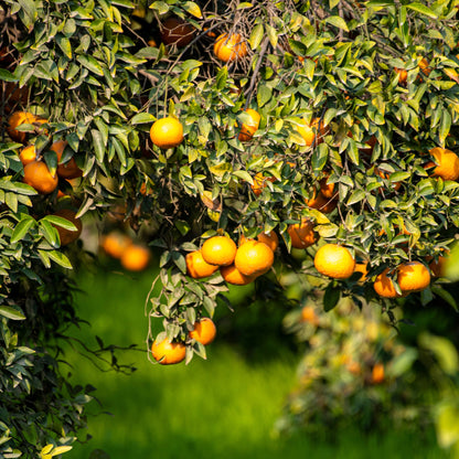 Clementine mature pronte per la raccolta sui rami della pianta