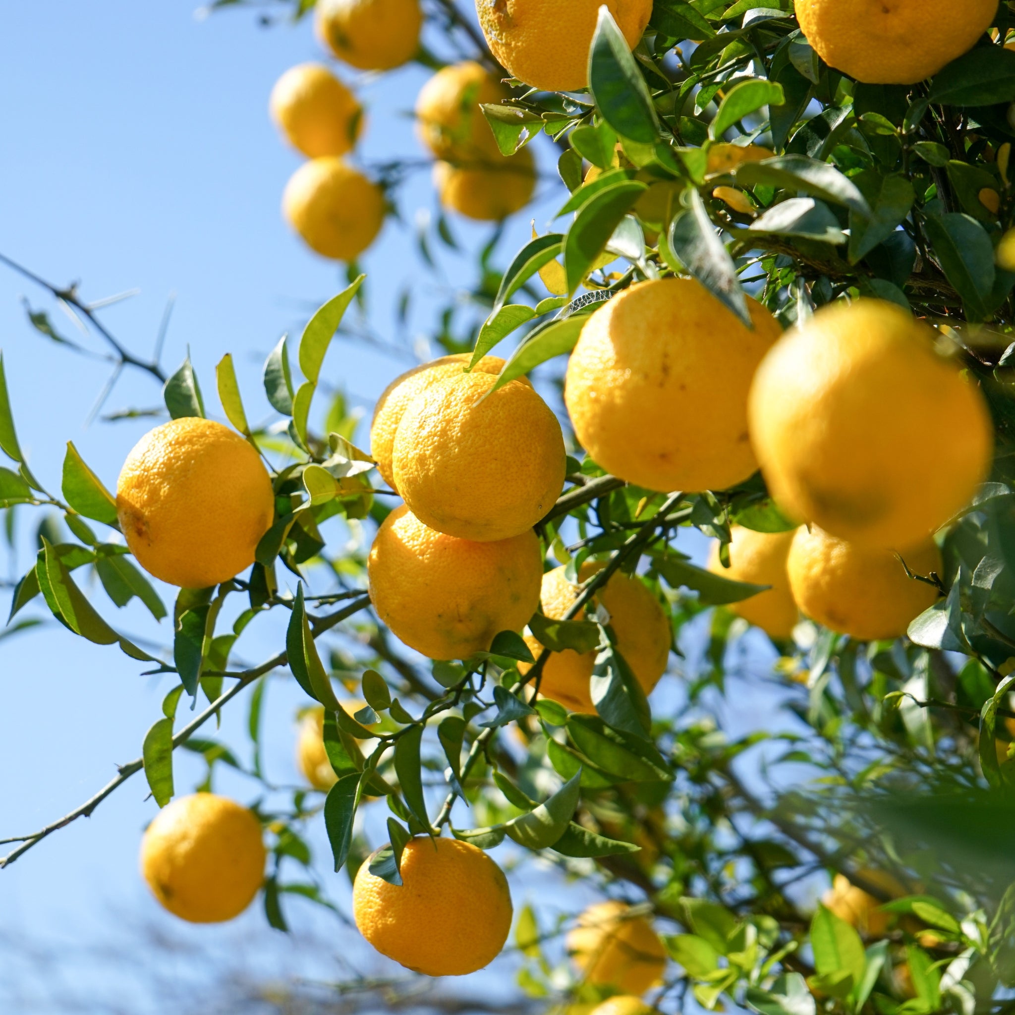 Limone yuzu tra folie verdi