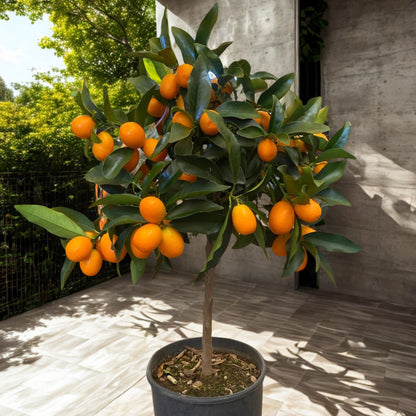 Dettaglio frutti maturi di Kumquat 
