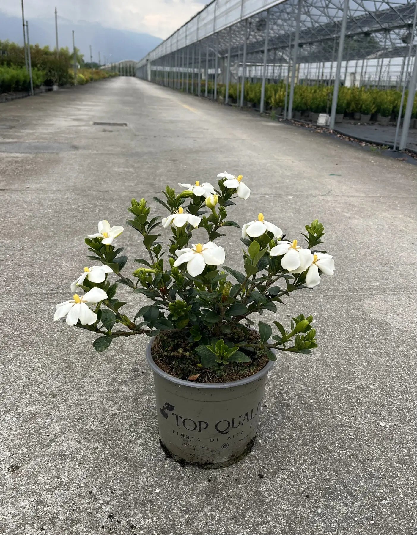 Gardenia jasminoides kleim S Hardy in vivaio