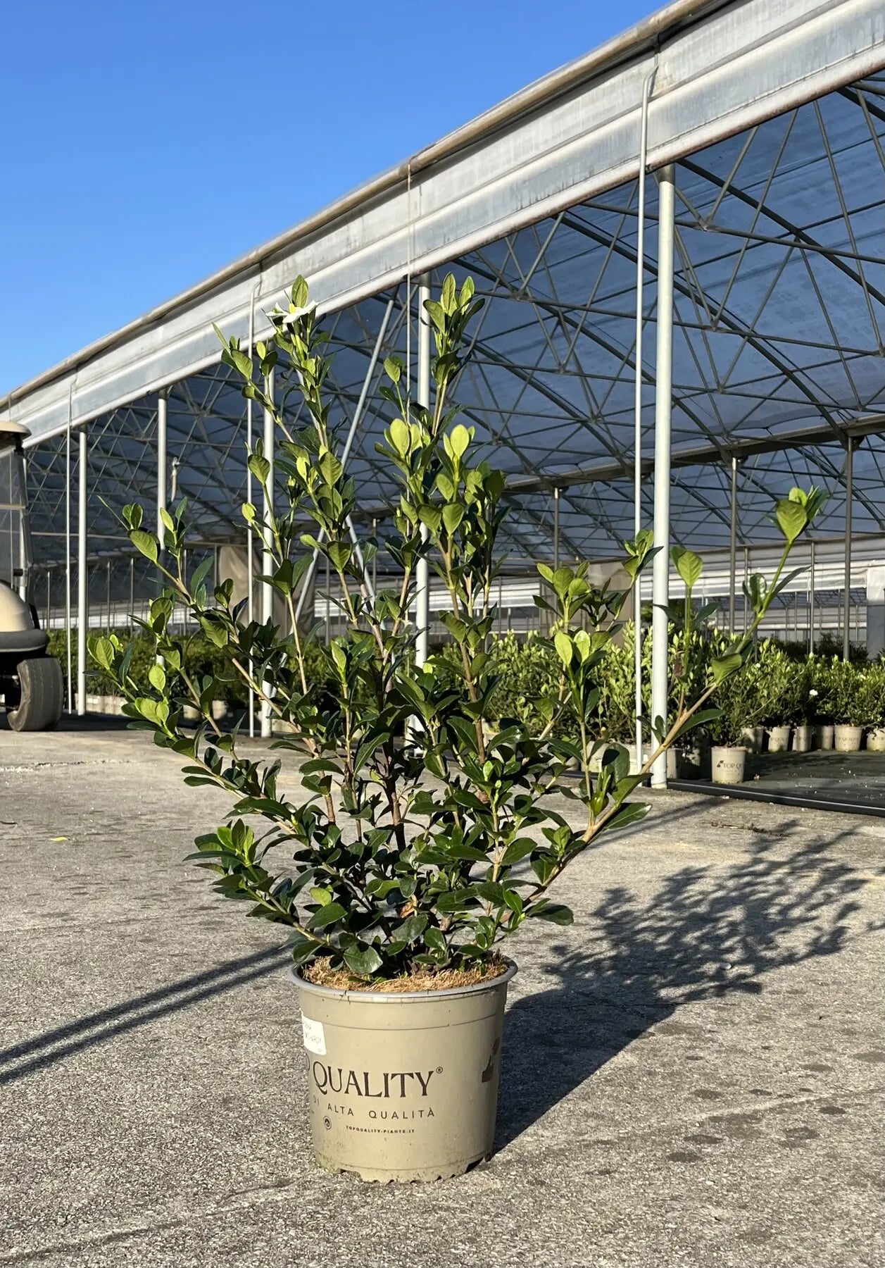 Gardenia jasminoides kleim 'S Hardy' pianta in vaso
