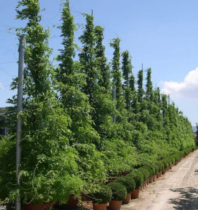 Piante di glicine in vaso sotto struttura