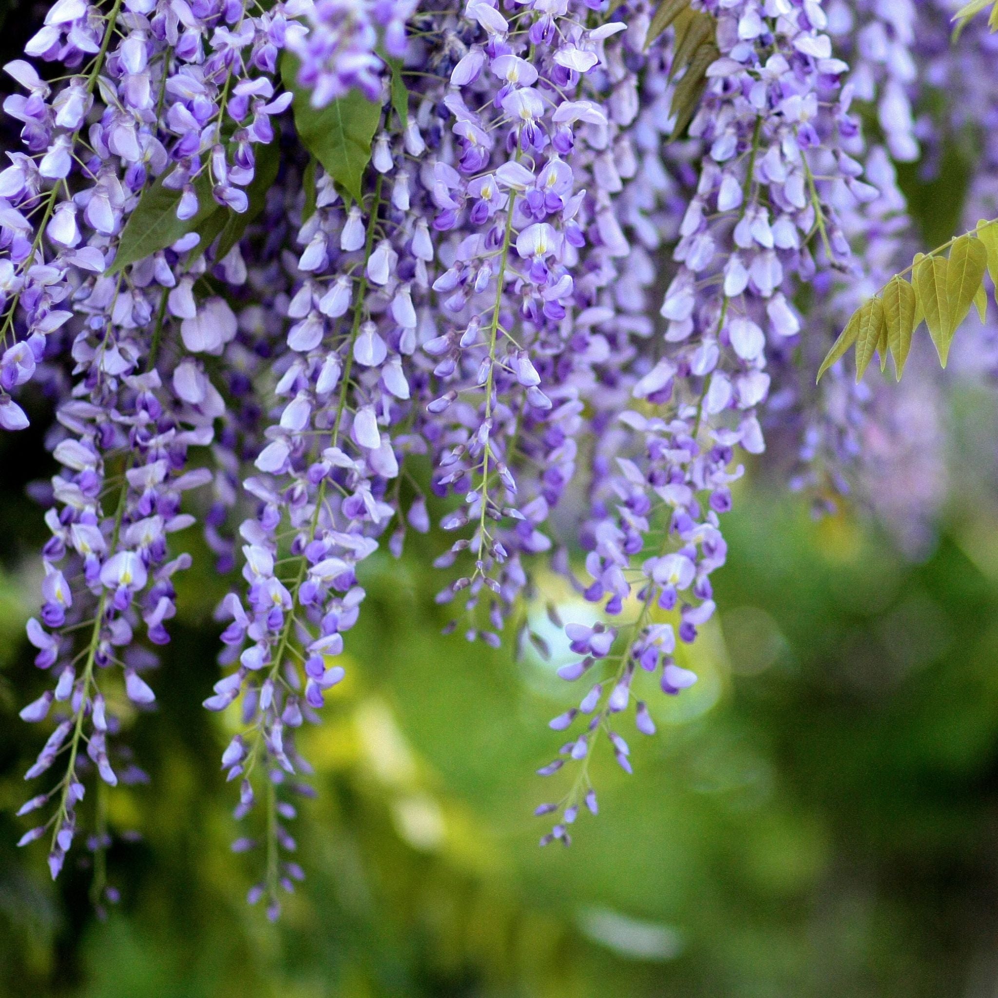Racemi viola di glicine rampicante