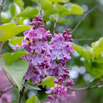 Fiori lilla di Syringa vulgaris
