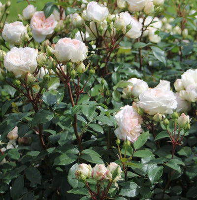 Grappolo di rose ‘Stephanie Baronin zu Gutenberg’ in fiore.