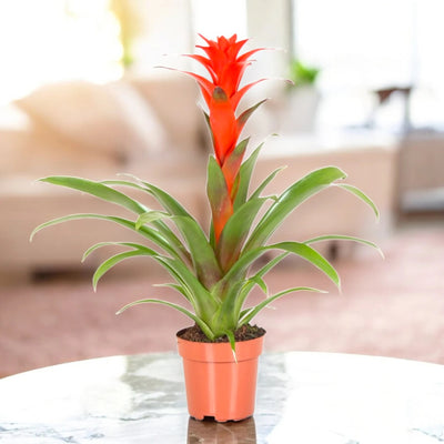 Guzmania 'Calypso'