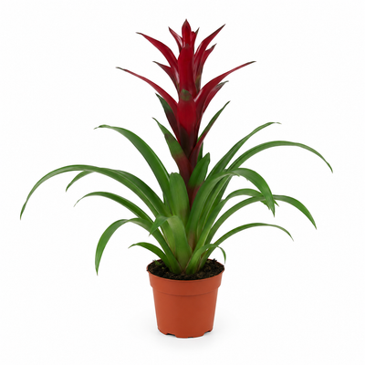Guzmania Switch in vaso