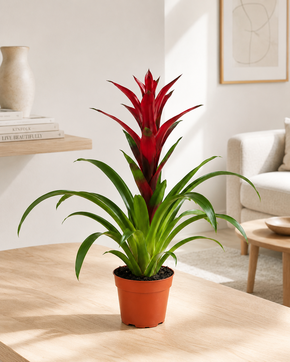 Pianta di Guzmania Switch in ambiente moderno