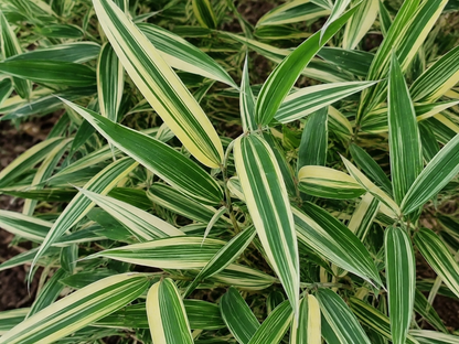 Un bambù ornamentale dalle foglie larghe striate di crema e verde intenso.