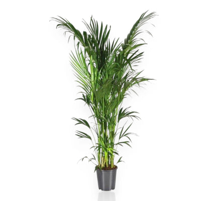 Howea forsteriana (Kentia)