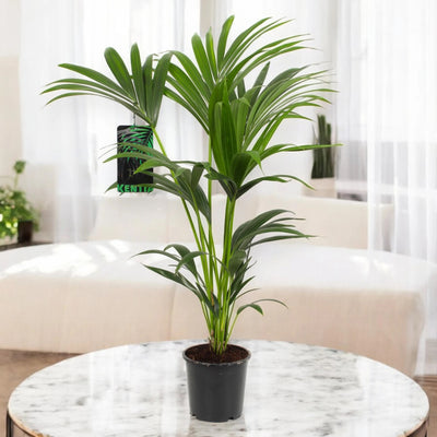 Howea forsteriana (Kentia)