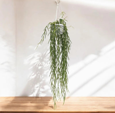 Hoya linearis
