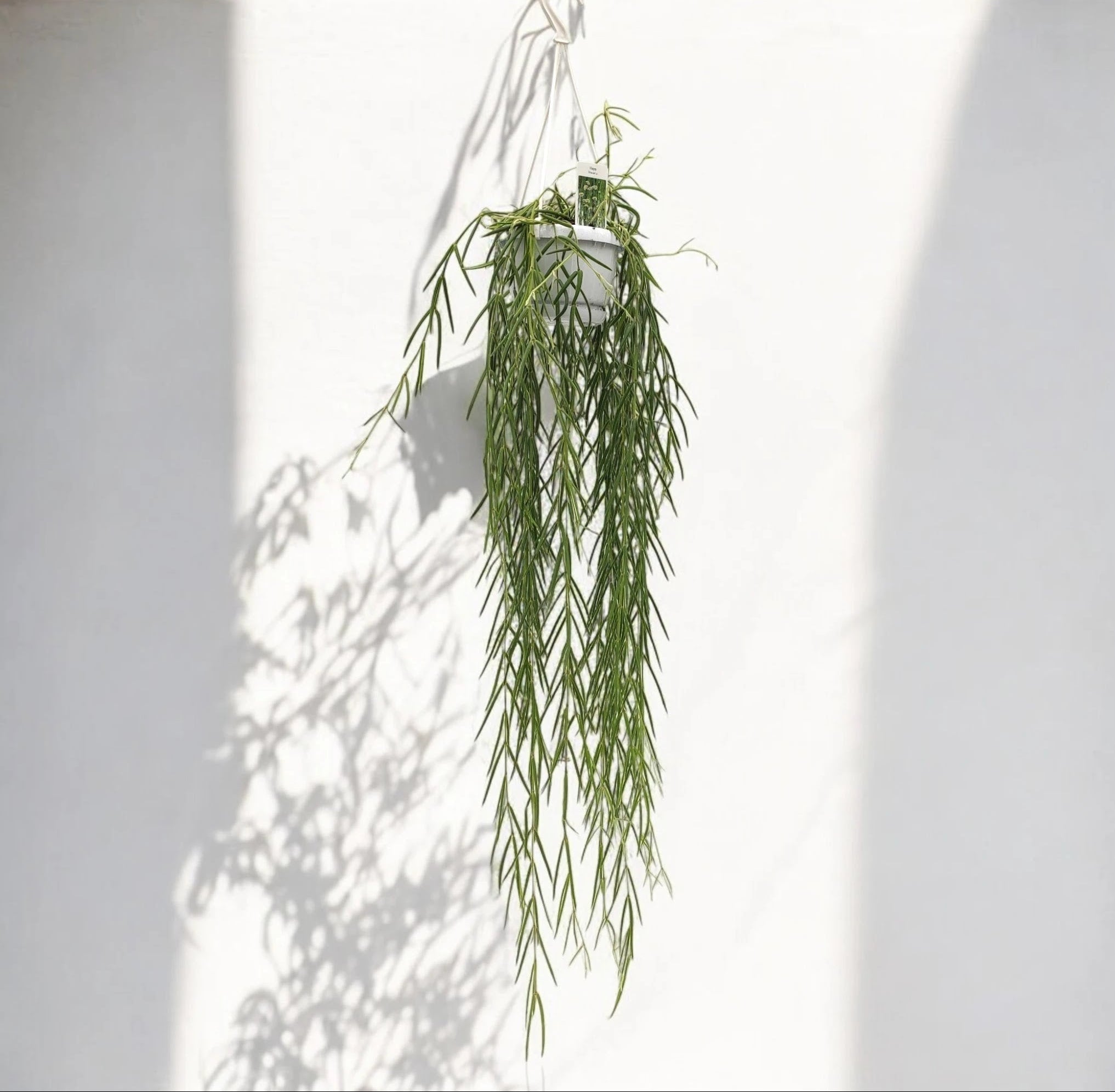 Hoya linearis
