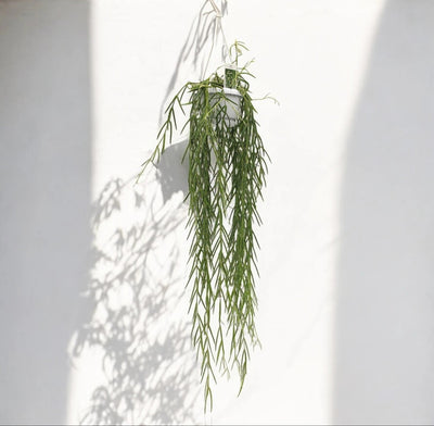 Hoya linearis