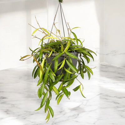Hoya wayetii